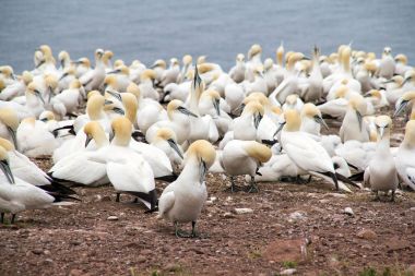 Bonaventure adası Quebec Kanada gannets koloniye yaz