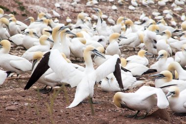 Bonaventure adası Quebec Kanada gannets koloniye yaz