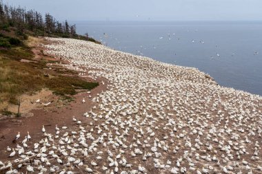 Bonaventure adası Quebec Kanada gannets koloniye yaz