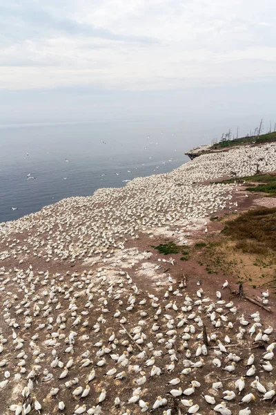 Bonaventure adası Quebec Kanada gannets koloniye yaz