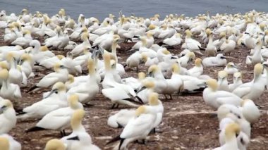 Bonaventure adası Quebec Kanada gannets koloniye yaz