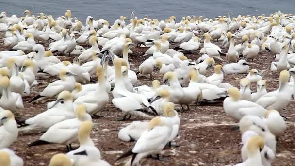 Gannets colony at Bonaventure Island Quebec Canada at summer — Stock Video
