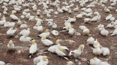Bonaventure adası Quebec Kanada gannets koloniye yaz
