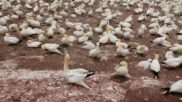 Gannets colony, Bonaventure sziget Quebec Kanada nyári — Stock videók