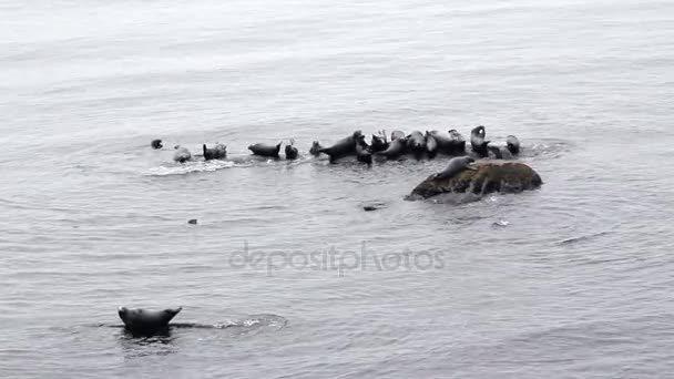 Grijze zeehonden groep op rock Gaspesie Quebec Canada video — Stockvideo