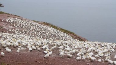 gannets kuşlar colony adlı Bonaventure adası Quebec Kanada görüntüleri