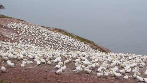 Colonia de pájaros alcatraces en Bonaventure Island Quebec Canadá — Vídeo de stock