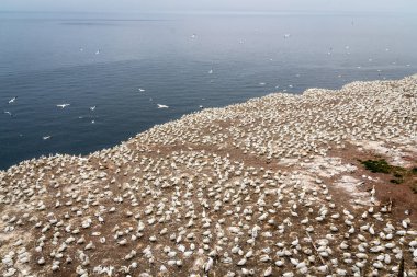Bonaventure adası Quebec Kanada gannets koloniye yaz