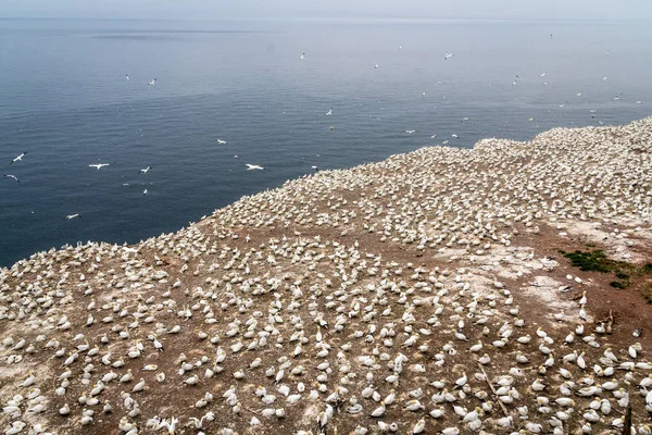Bonaventure adası Quebec Kanada gannets koloniye yaz