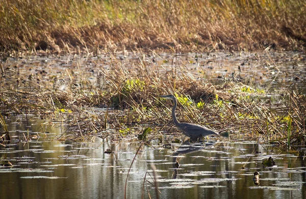 Blaureiher im Sumpf — Stockfoto