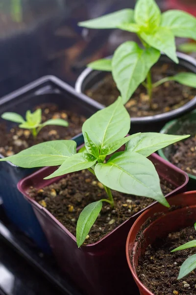 辣椒植物生长室内 — 图库照片