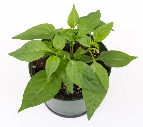 Thai hot pepper potted plant isolated over white background — Stock Photo, Image