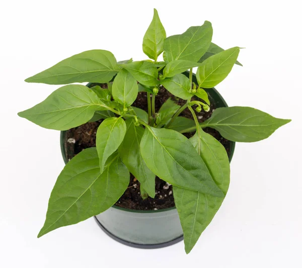 Thai pimenta quente vaso planta isolada sobre fundo branco — Fotografia de Stock