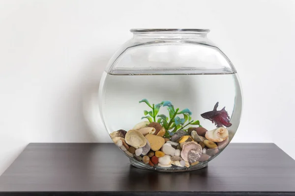 Siamese fighting fish in fish bowl swimming — Stock Photo, Image