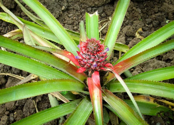 Florida Särskild Anläggning För Ananas Ananas Comosus Jag — Stockfoto