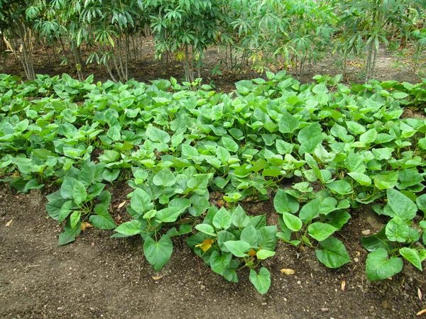 Inhame Plantação Cuba Agricultura Jardim — Fotografia de Stock