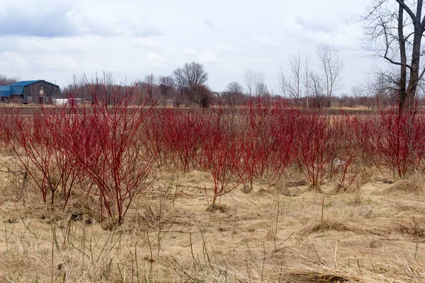 Red Cornus Sericea Flowering Plant Spring Also Called Red Osier — Stock Photo, Image