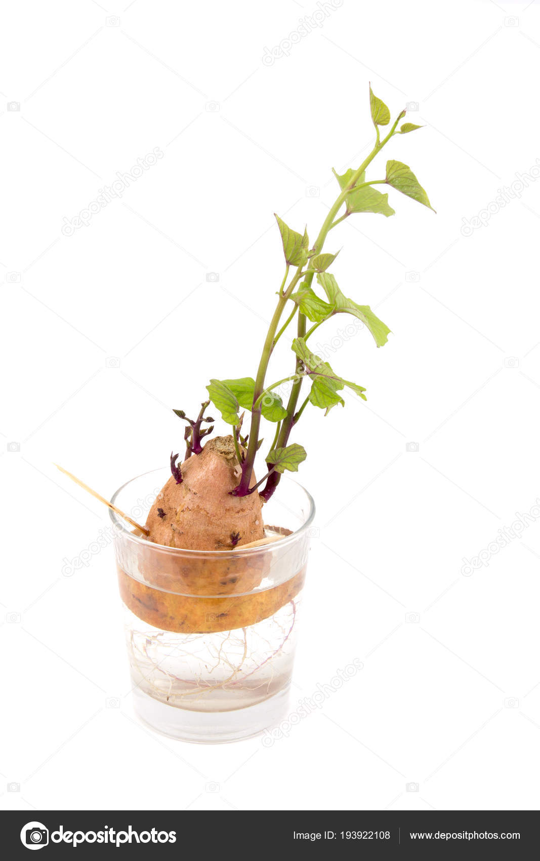 Validatie scheuren catalogus Yam zoete aardappel wortel hergroei op waterglas ⬇ Stockfoto, rechtenvrije  foto door © Juliedeshaies #193922108