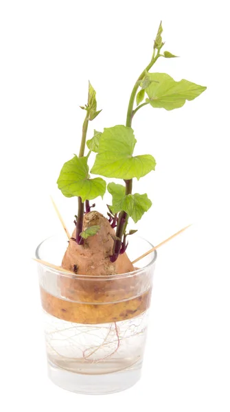 Inhame rebrota de raiz de batata doce em vidro de água sobre backgro branco — Fotografia de Stock