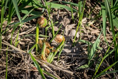 zemin büyüyen yenilebilir fiddlehead eğreltiotu