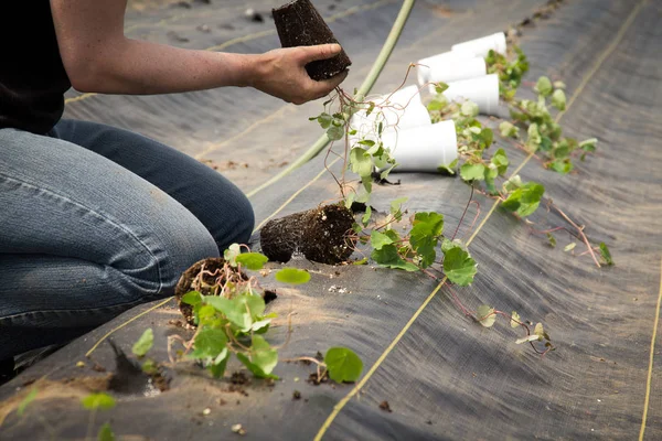 Landwirt bereitet neue Maschua-Pflanze vor und pflanzt sie ein — Stockfoto