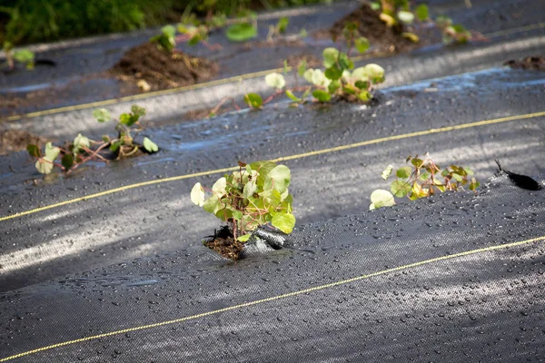 Nya Cubios Växter Jordbruk Ekologiskt Med Svart Plast Tropaeolum Tuberosum — Stockfoto