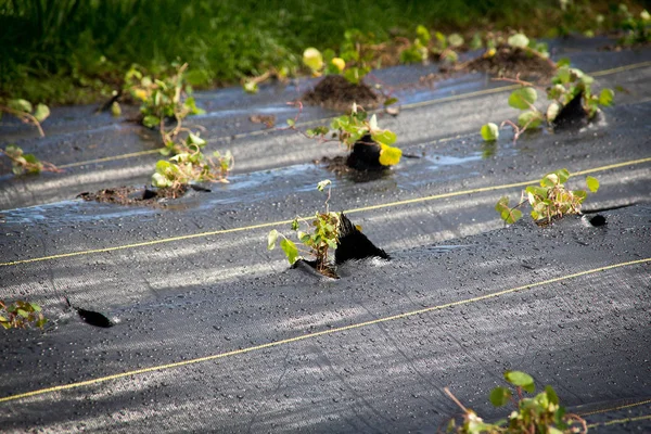 Organic New Cubios Plants Agriculture Production Using Black Plastic Tropaeolum — Stock Photo, Image