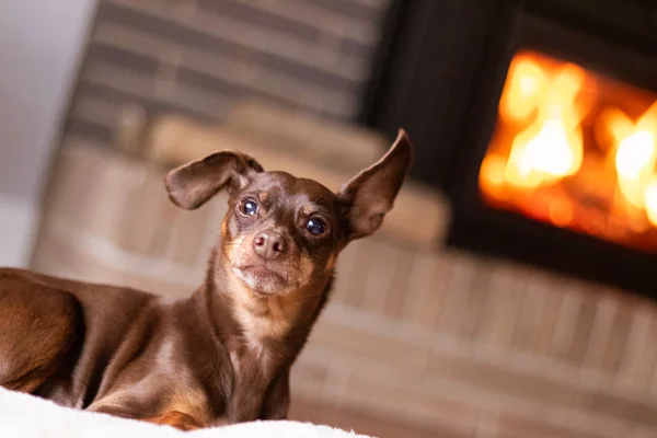 Şirin kahverengi pinscher şöminenin yanında dinleniyor. — Stok fotoğraf