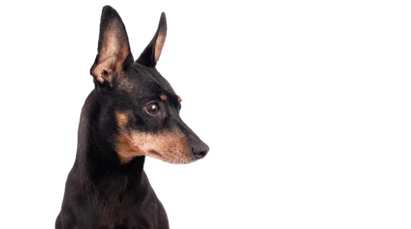 Portret van een zwarte reu Duits Pinscher hondenras geïsoleerd ov — Stockfoto