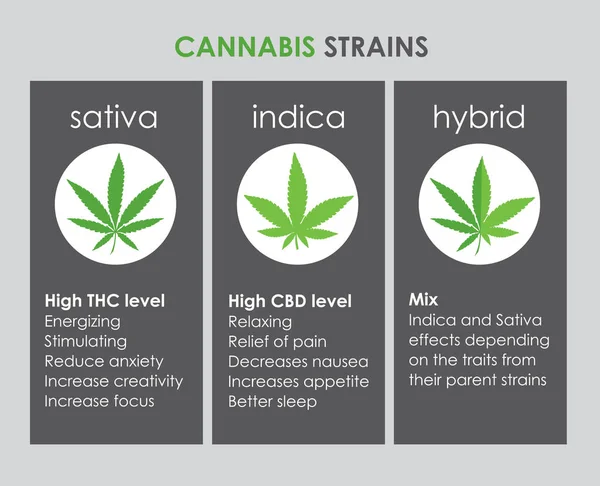 Informatie over cannabisindica en sativa stammen — Stockvector