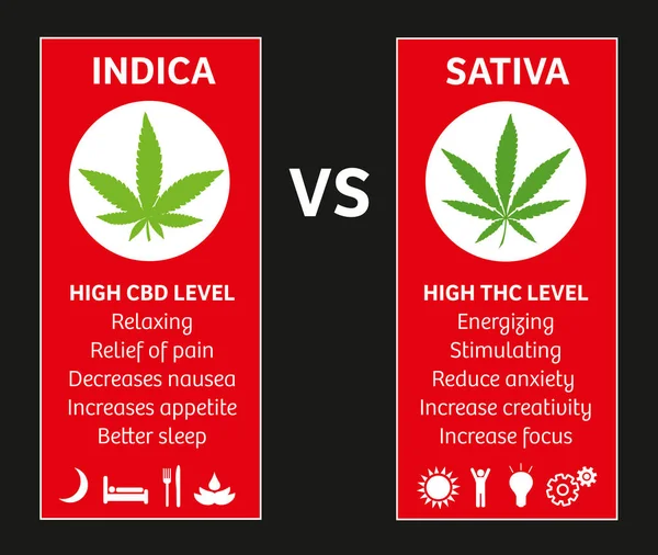 Cannabis Indica Sativa Strains Species Information Graphic Guide — Stock Vector