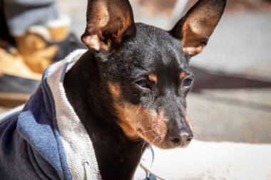tapılası eski siyah pinscher açık havada minyatür portre süveter giyiyor.