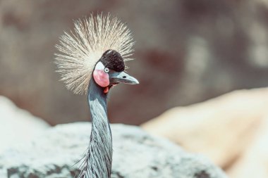 Siyah vinç (Balearica Pavonina) kuş taç