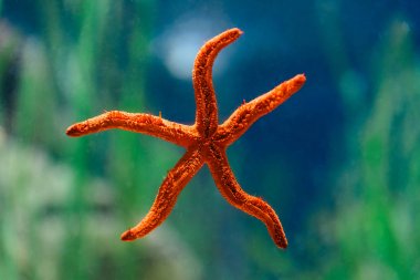 Red Starfish Macro In Aquarium clipart