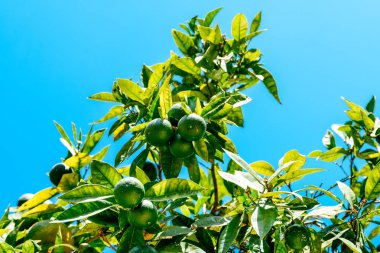 Yeşil portakal portakal ağacında