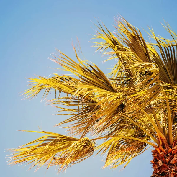 Zelené Palmy Jasně Modré Obloze — Stock fotografie