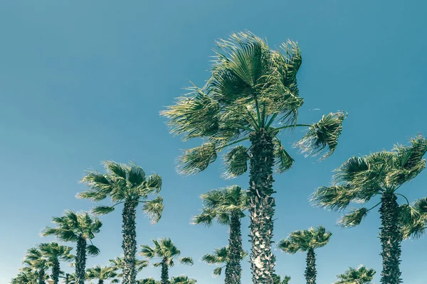 Palmeras Verdes Cielo Azul Claro — Foto de Stock