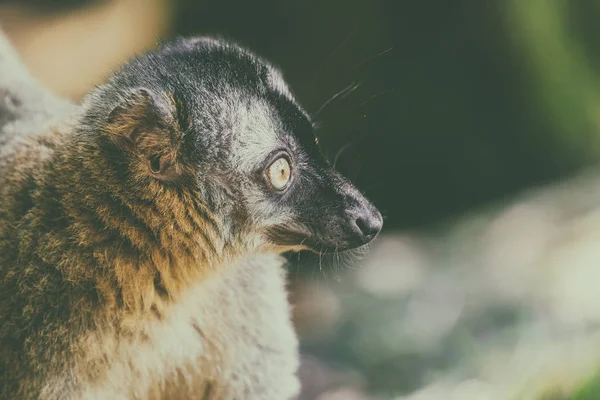 Maki portré Madagaszkár szigetén — Stock Fotó