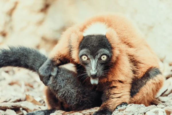 Lemur portrét na ostrově Madagaskar — Stock fotografie