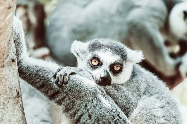 Portret Lemur na wyspie Madagaskar — Zdjęcie stockowe