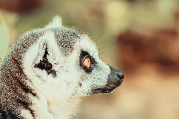 Maki Portré Madagaszkár Szigetén — Stock Fotó