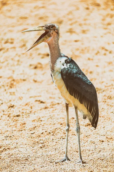 Marabou gólya madár Afrikában — Stock Fotó