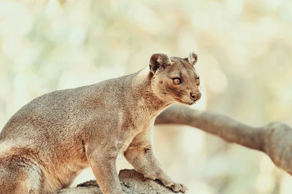 フォッサ(Cryptoprocta Ferox)｜猫inマダガスカル — ストック写真