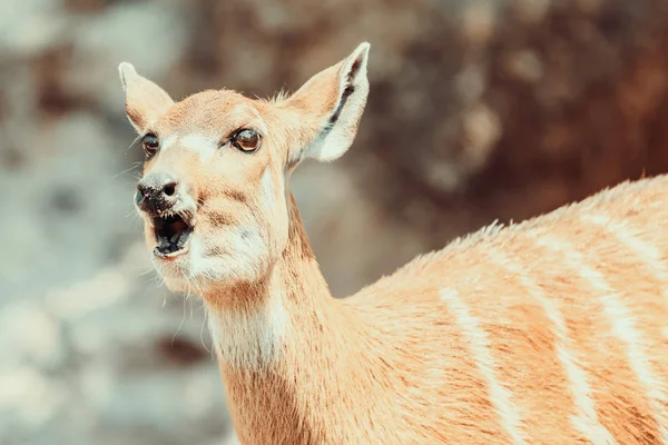 Sitatunga ou Marshbuck (Tragelaphus spekii) antilope en Afrique centrale — Photo