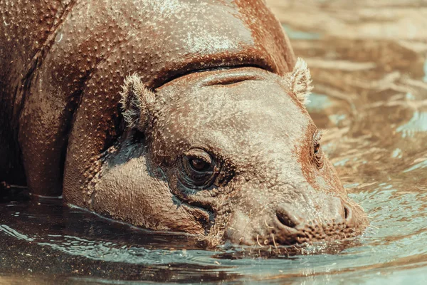 Hippopotame commun (Hippopotame amphibie) En Afrique — Photo