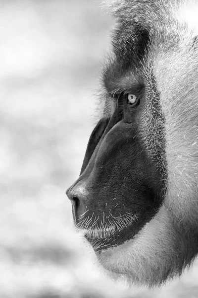 钻猴子 论证狒 — 图库照片
