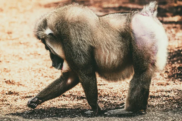 Boor Monkey (Mandrillus leucophaeus) portret — Stockfoto