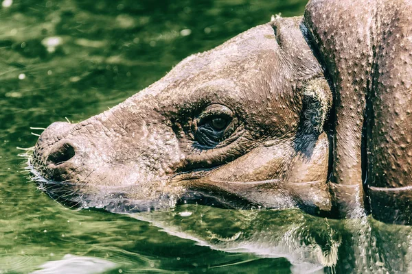 Hippopotame commun (Hippopotame amphibie) En Afrique — Photo