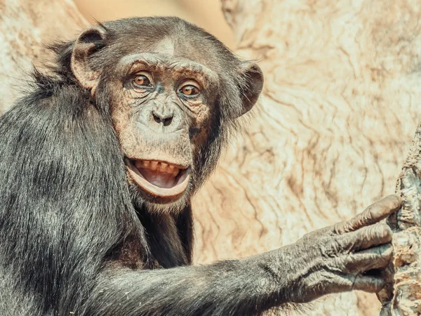 非洲黑猩猩在树上的肖像 — 图库照片