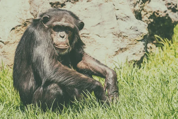 Magányos afrikai csimpánz — Stock Fotó